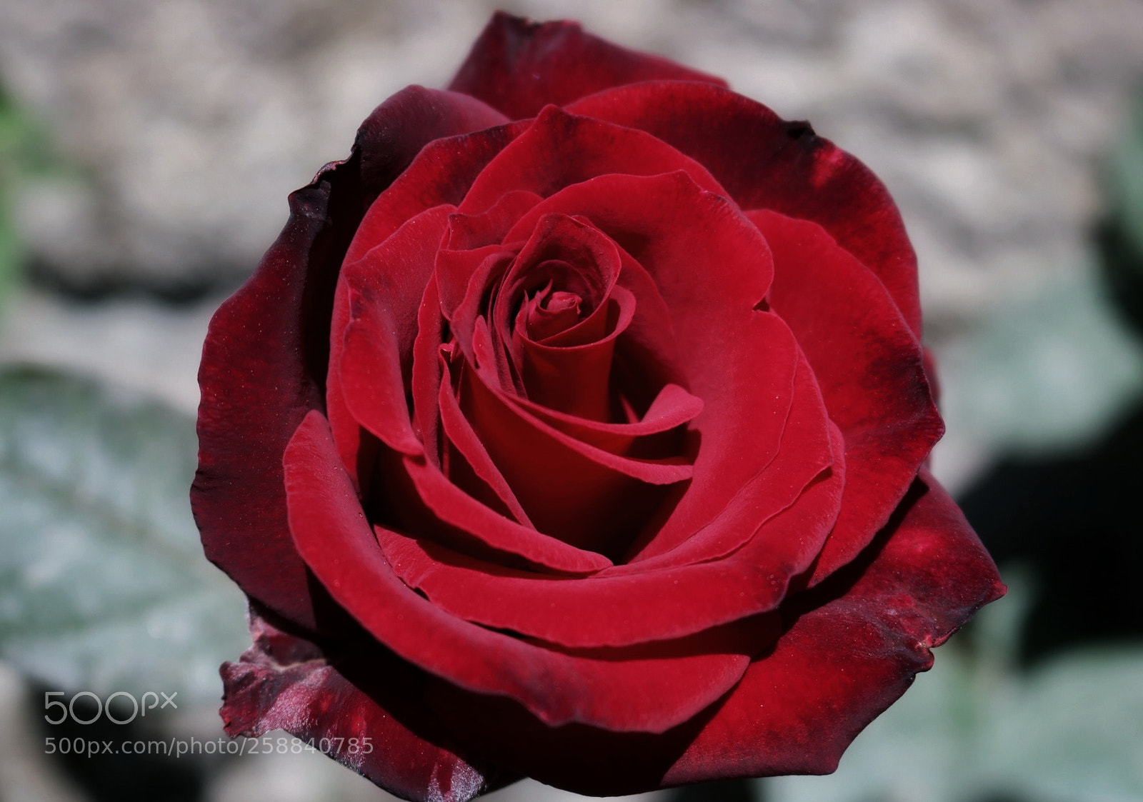 Canon EOS 750D (EOS Rebel T6i / EOS Kiss X8i) sample photo. Rose photography