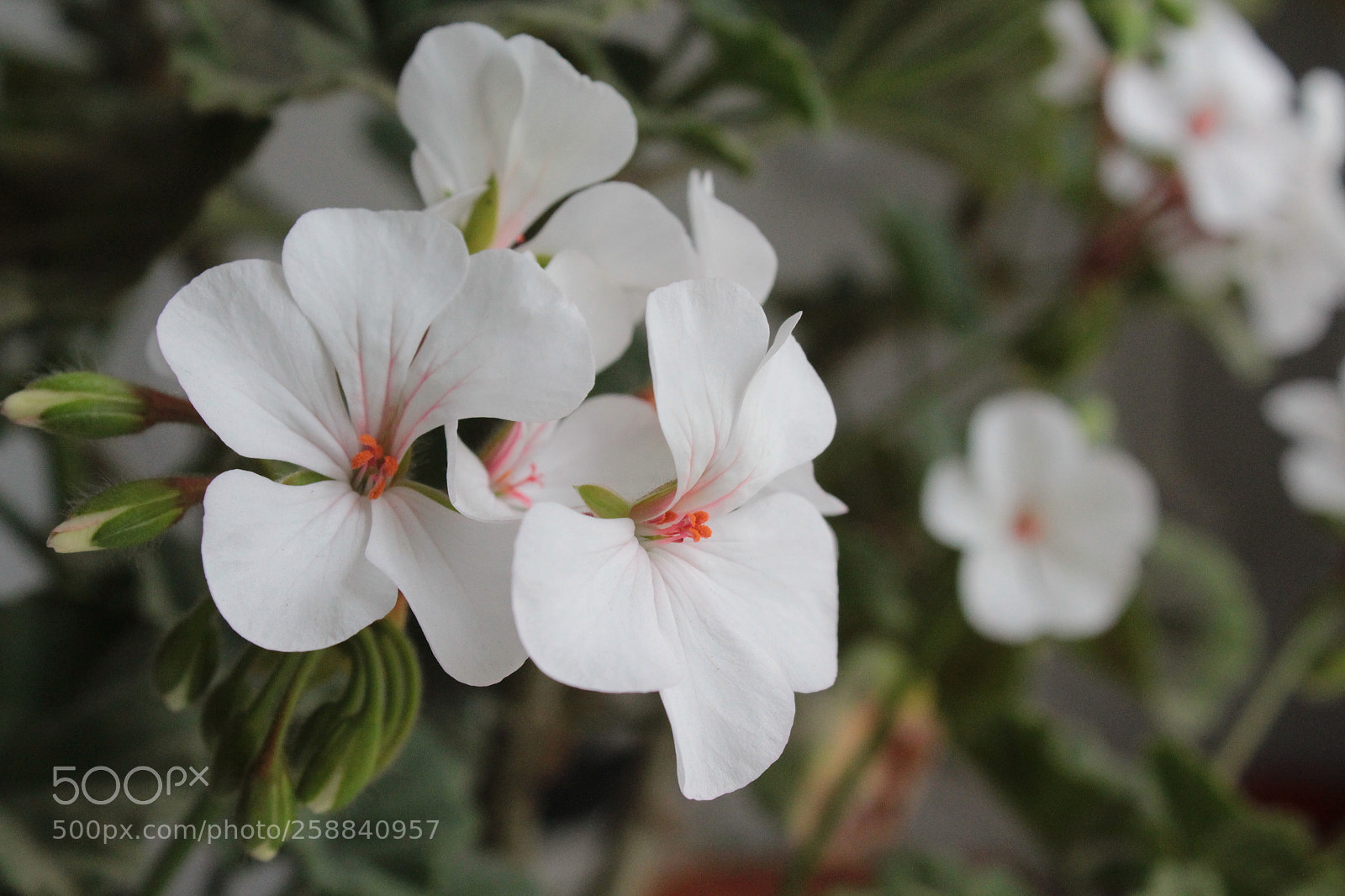 Canon EF-S 18-55mm F3.5-5.6 III sample photo. Fragrance photography