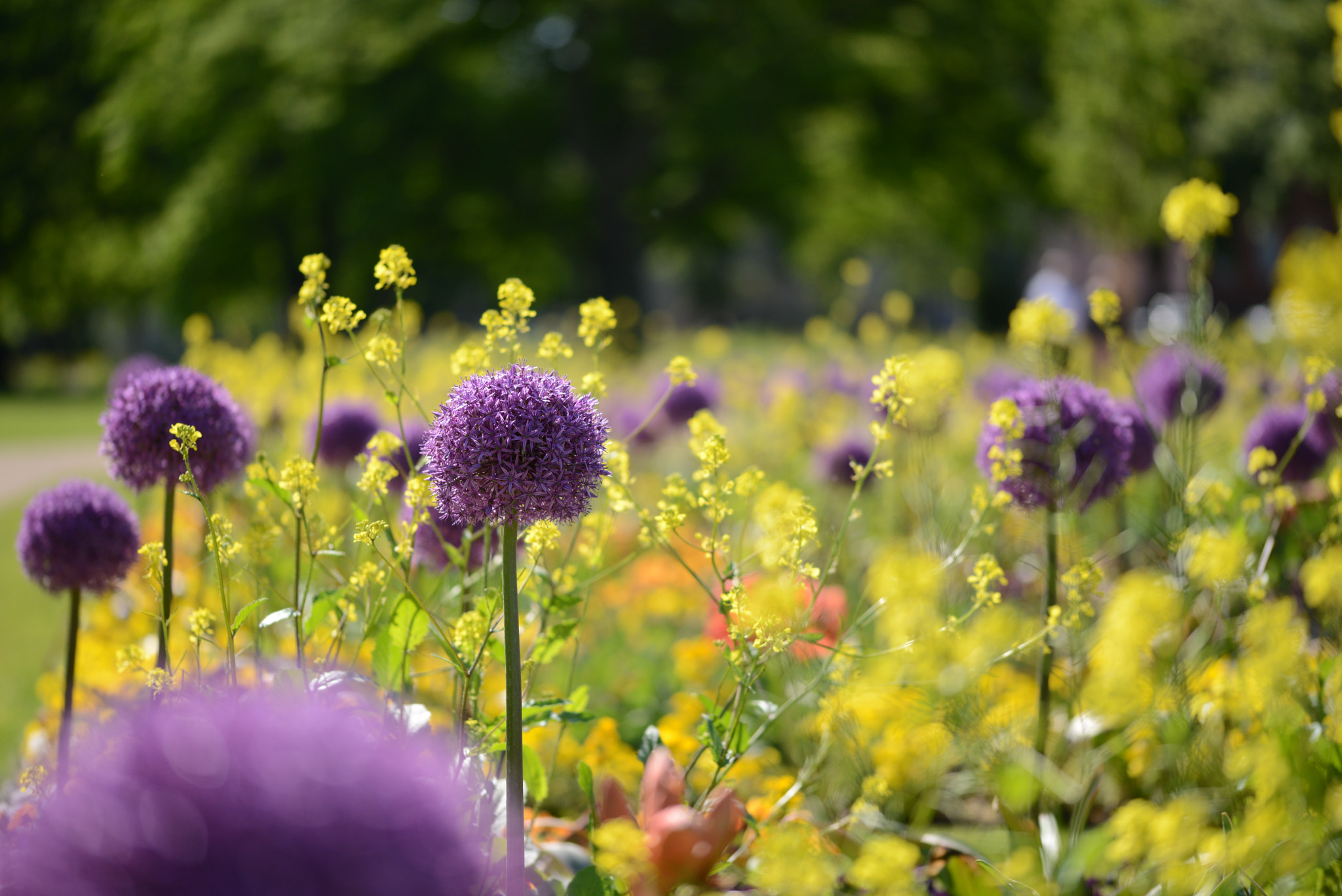 Nikon D800 + Sigma 105mm F2.8 EX DG OS HSM sample photo. Raps und lauch photography