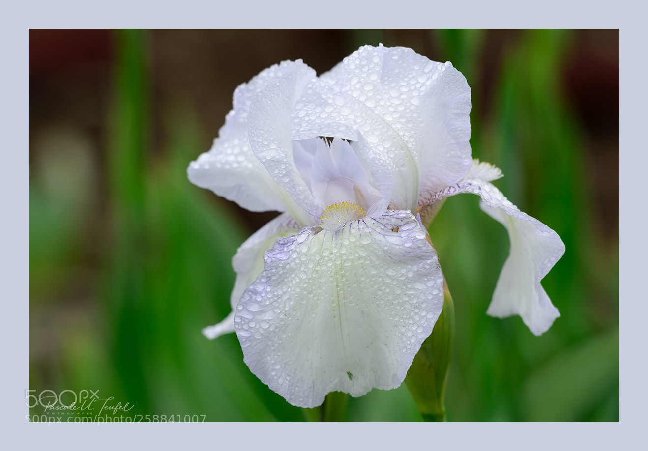 Nikon D5200 sample photo. Tears photography