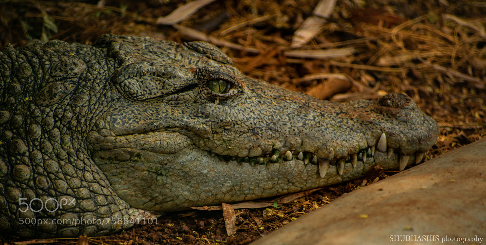 Nikon D3400 sample photo. Devil's eye photography