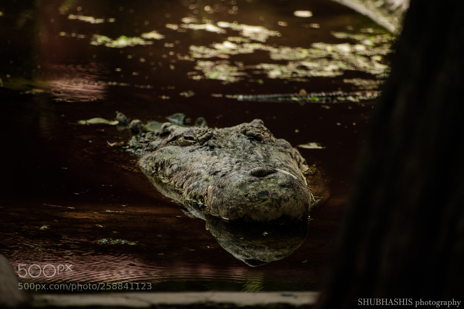 Nikon D3400 sample photo. Big croc the unversal photography