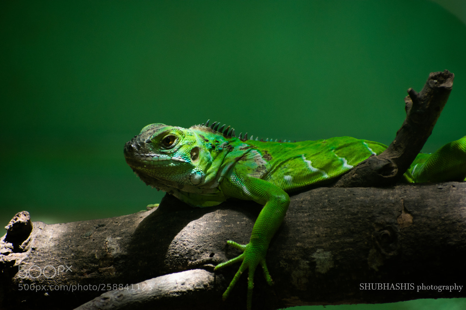 Nikon D3400 sample photo. The green iguana photography