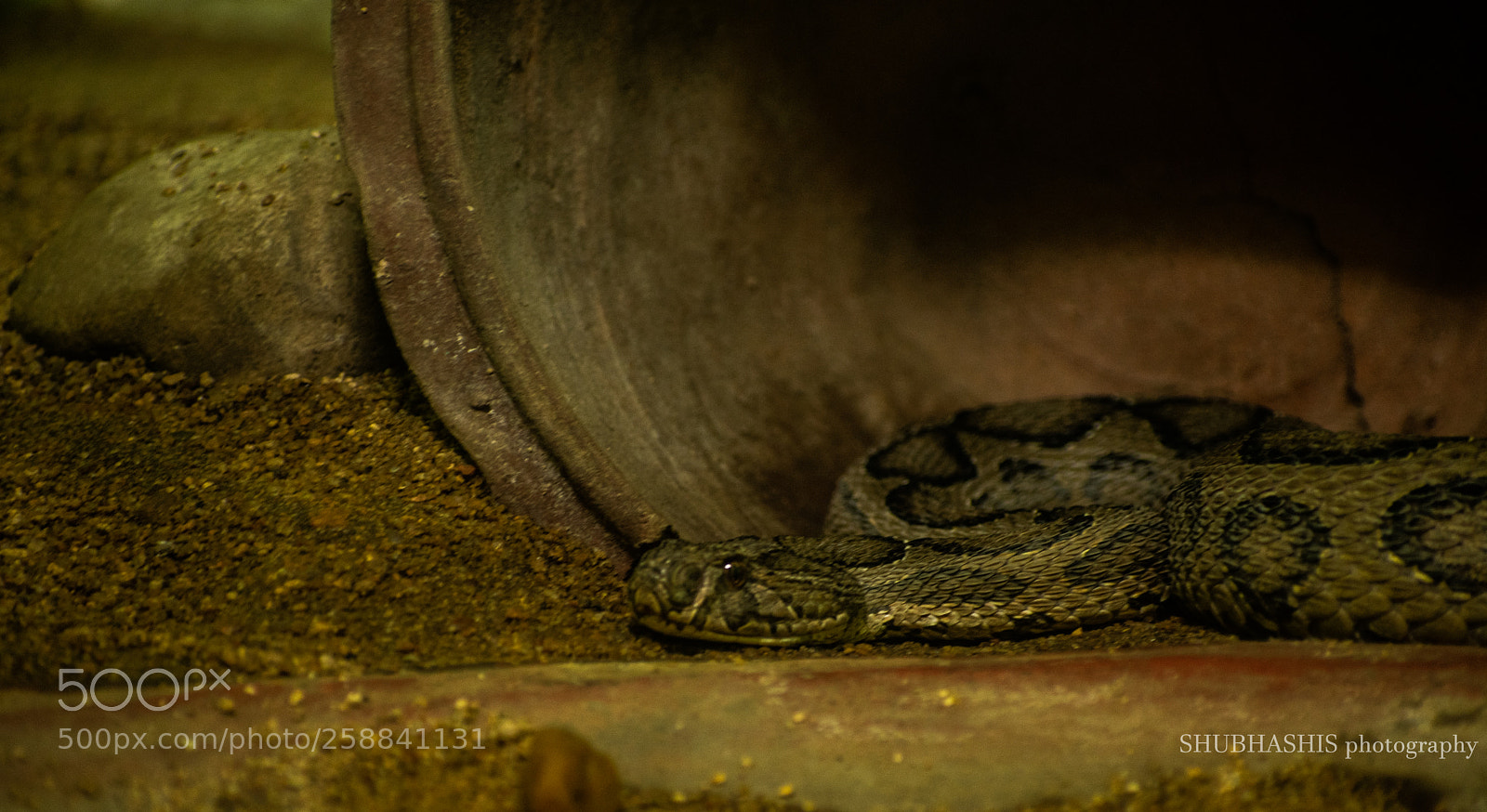 Nikon D3400 sample photo. Ruler of the venomous photography