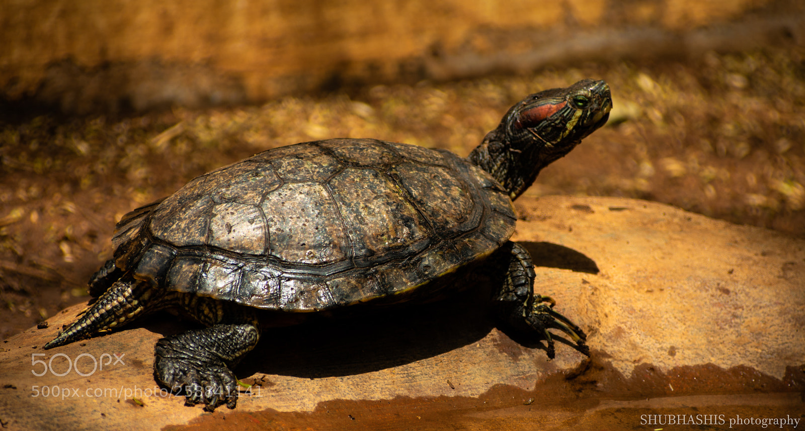 Nikon D3400 sample photo. Beautiful turtle photography