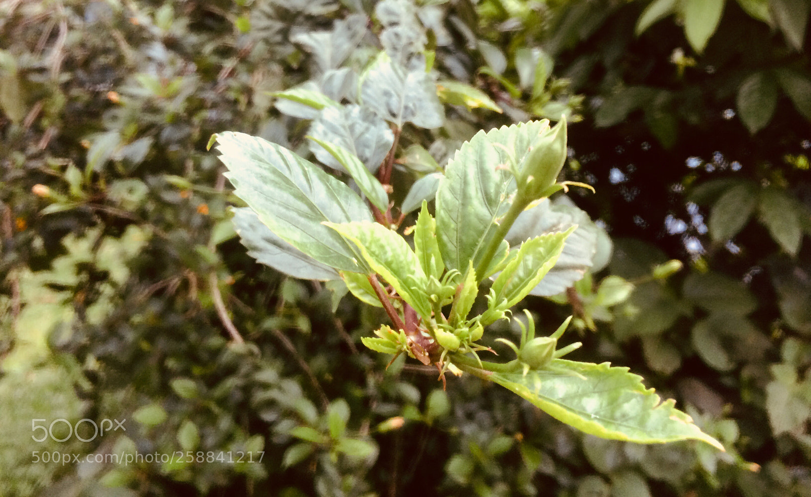 Apple iPhone 5s sample photo. Untitled photography