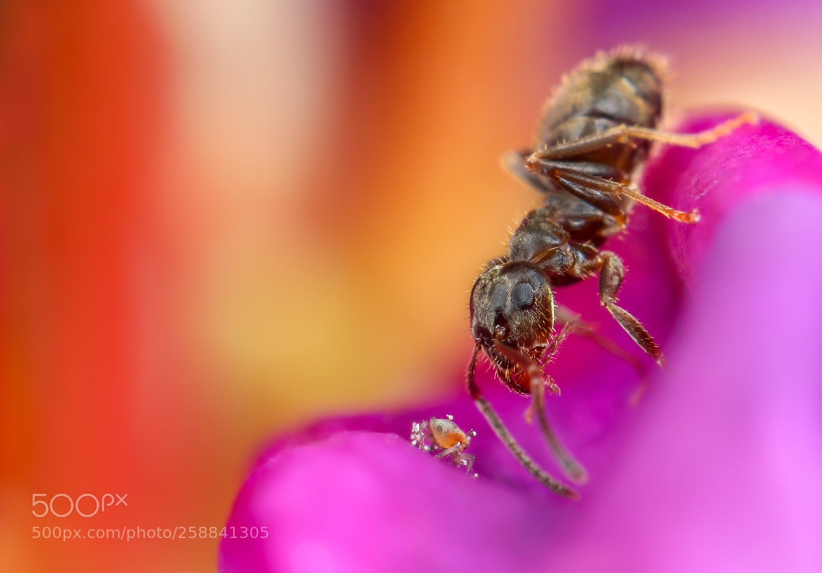 Canon EOS 5D Mark IV sample photo. Ant with greenfly on photography