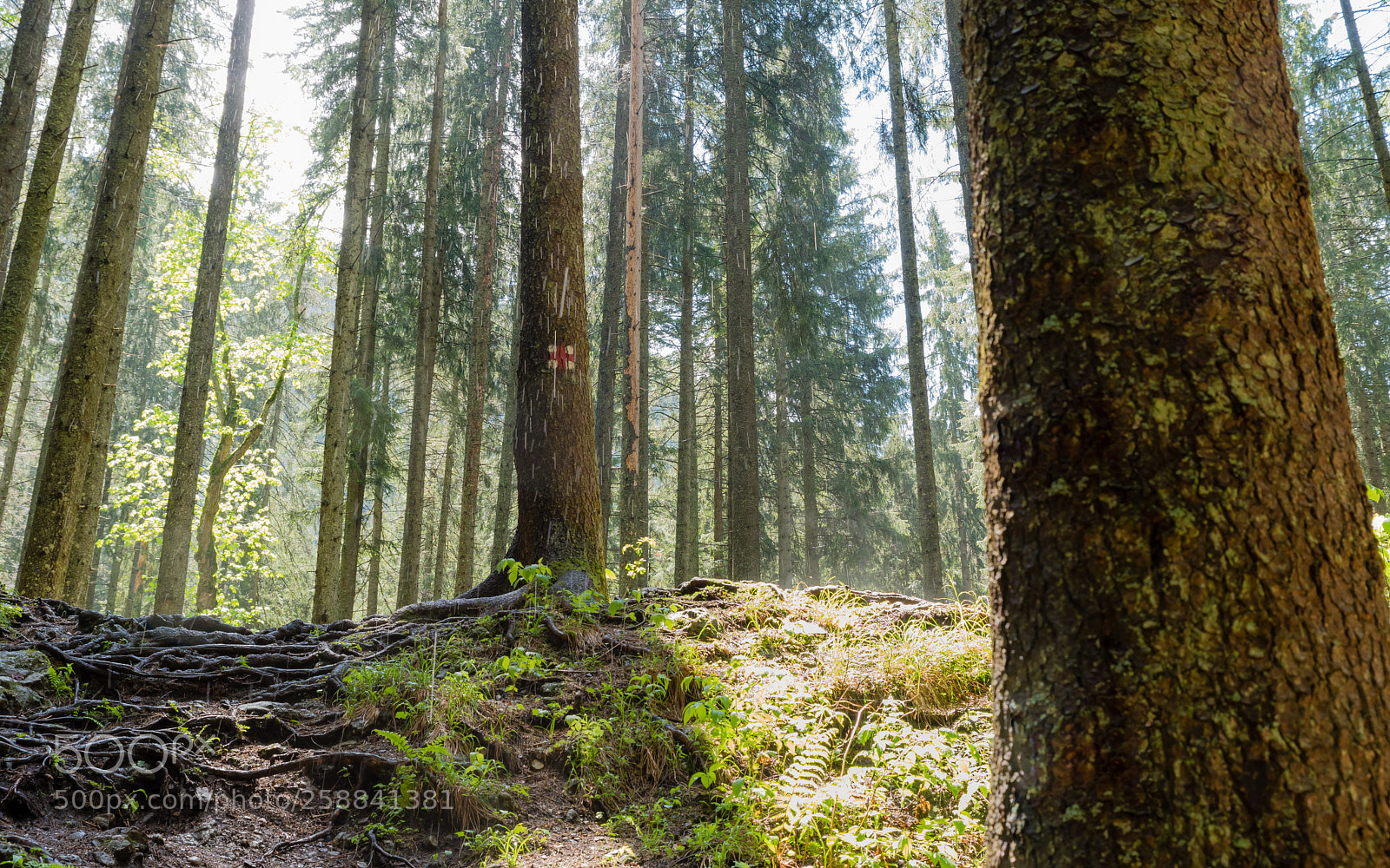 Nikon D750 sample photo. Rain and sunlight photography