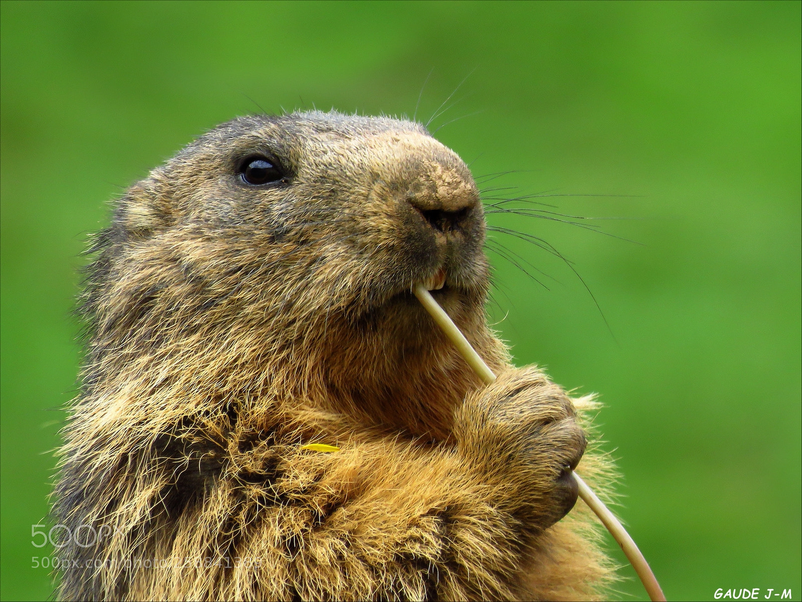 Canon PowerShot SX60 HS sample photo. Marmotte-4002.jpg photography