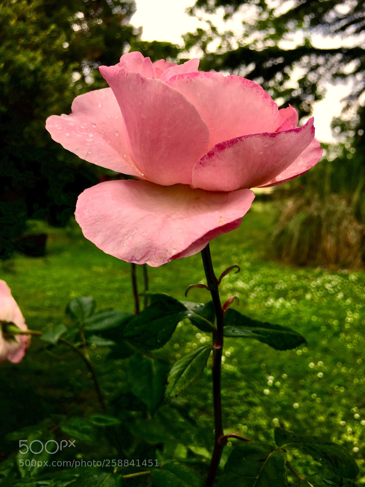 Apple iPhone 6 sample photo. Untitled photography