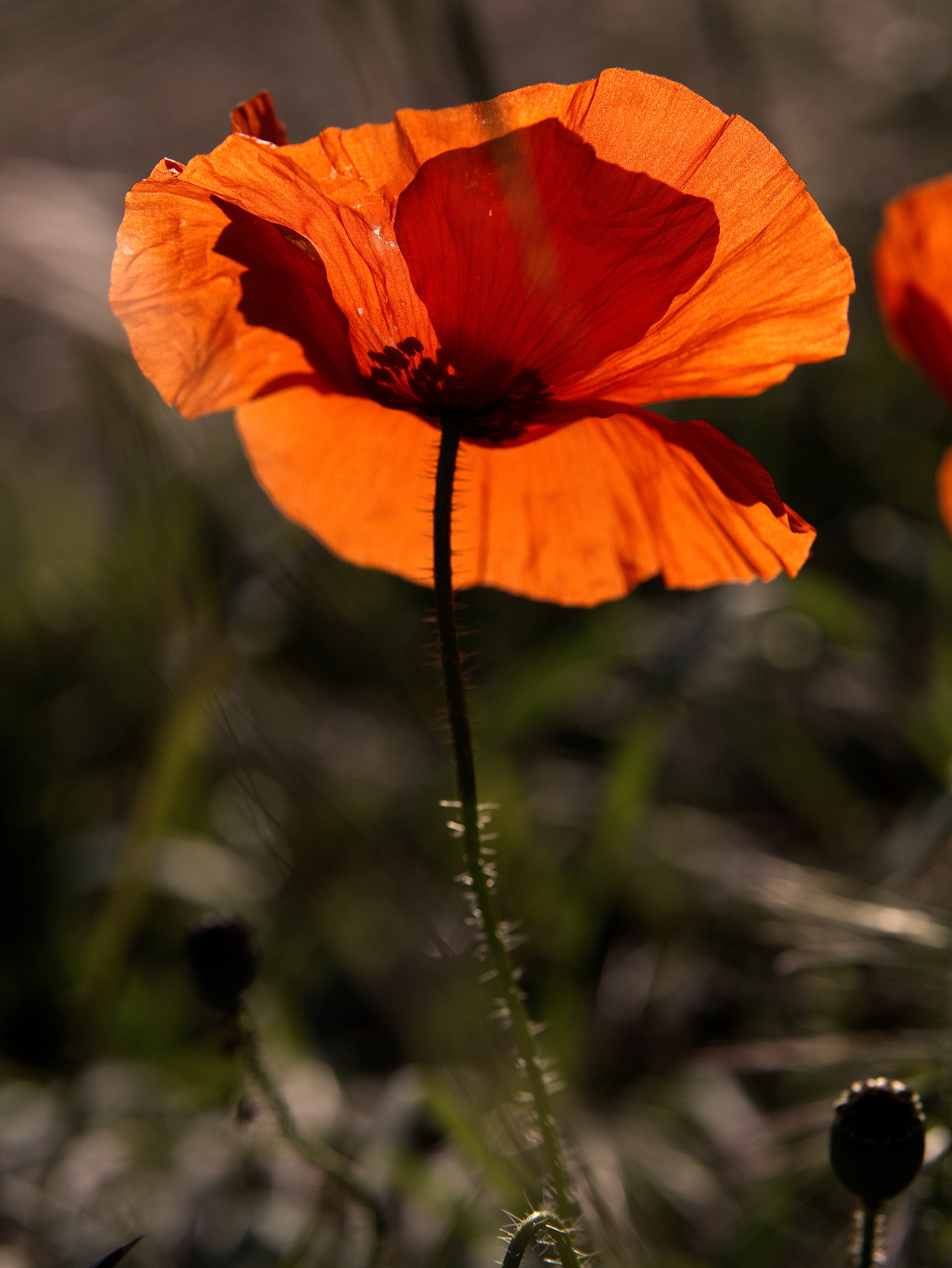 Panasonic Lumix DC-GX9 sample photo. Le printemps sur les parkings photography