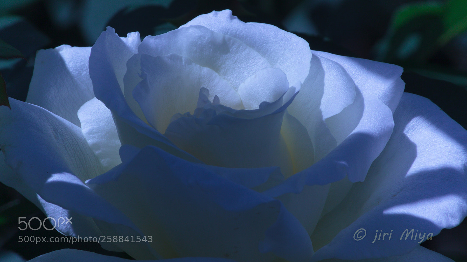 Canon EOS 5D Mark II sample photo. Light and darkness photography