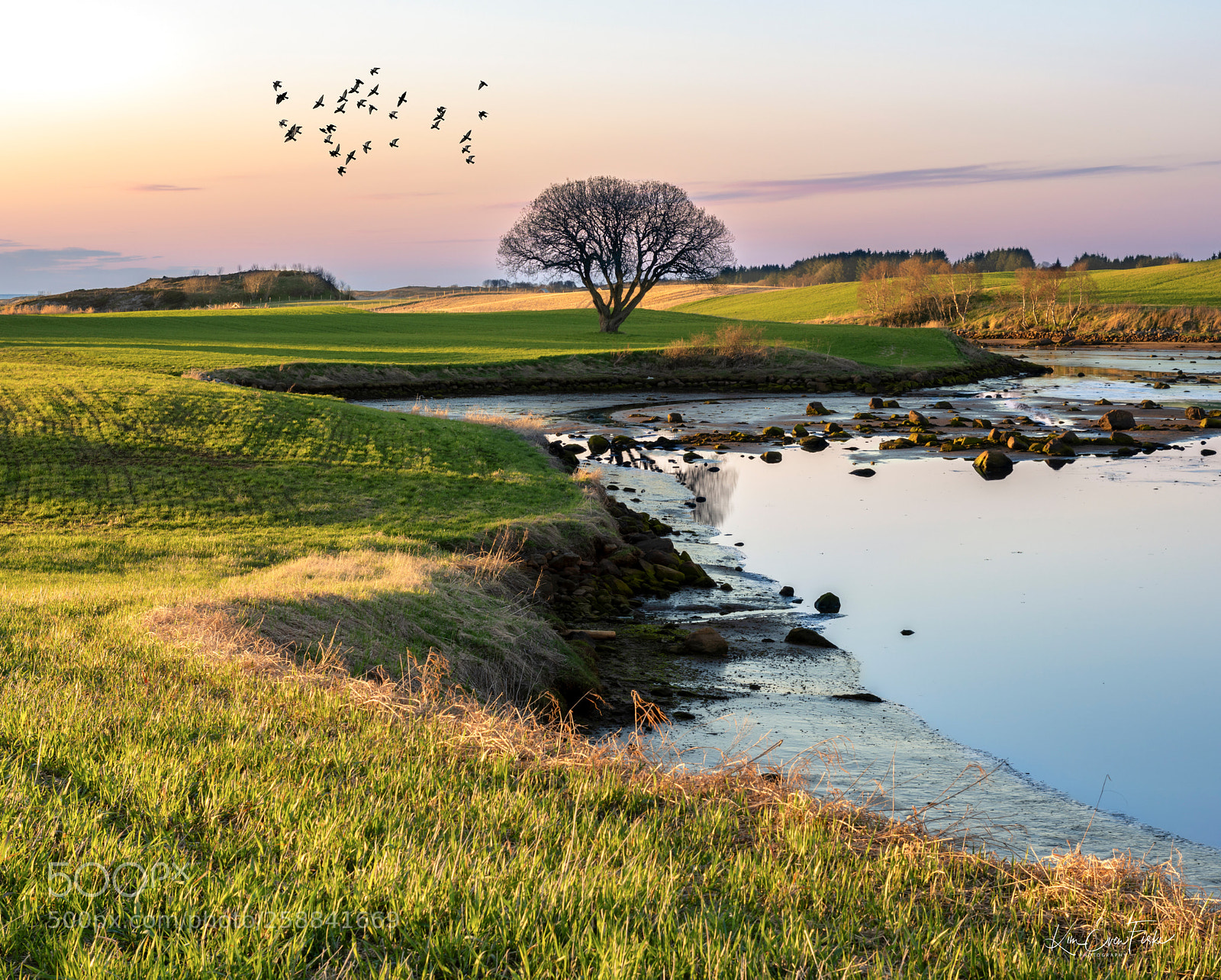 Nikon D810 sample photo. The one tree of photography
