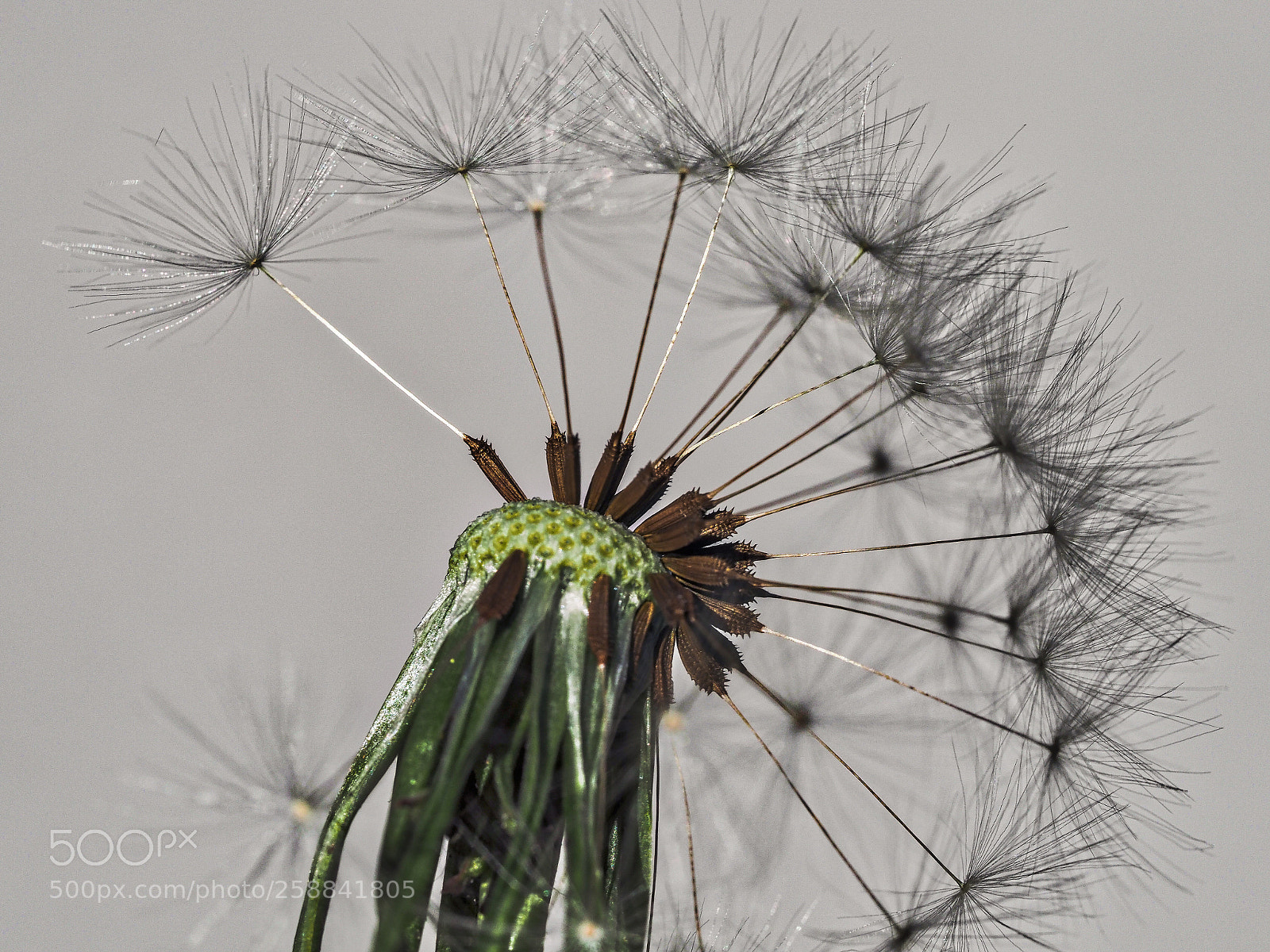 Olympus OM-D E-M1 Mark II sample photo. Gone with the wind photography