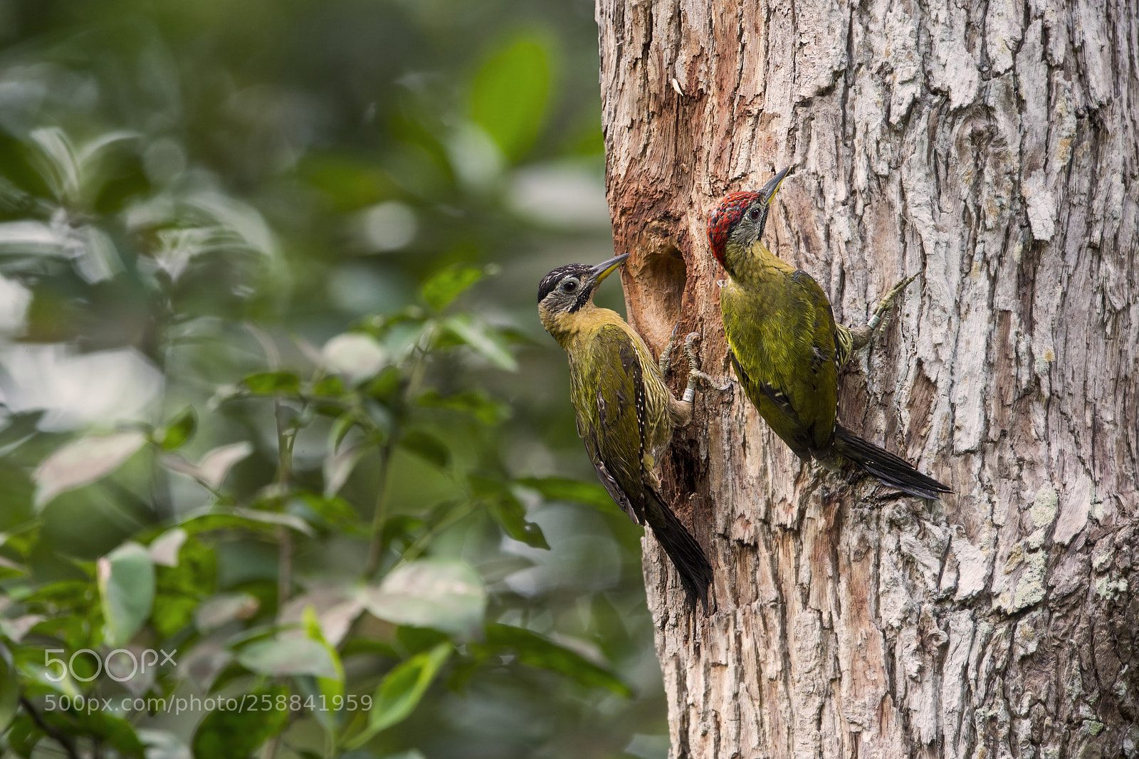 Nikon D4 sample photo. Laced woodpecker (f & m) photography