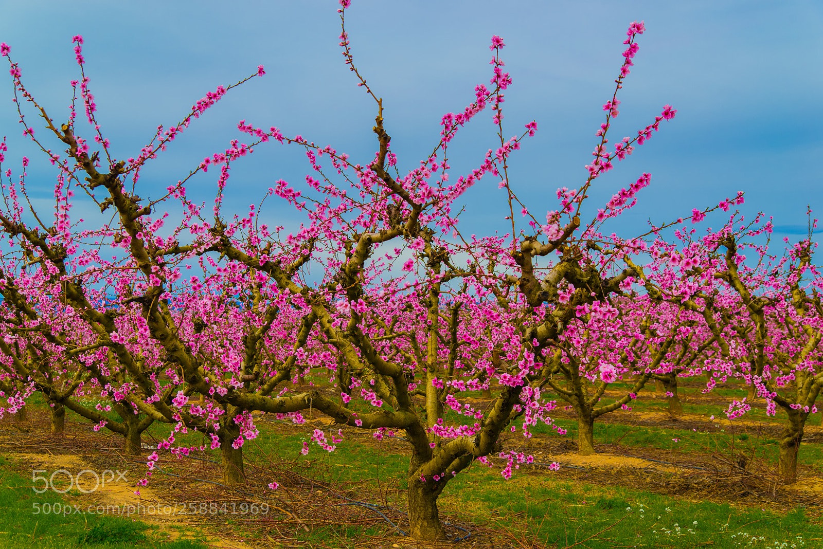 Nikon D610 sample photo. Aitona primavera photography