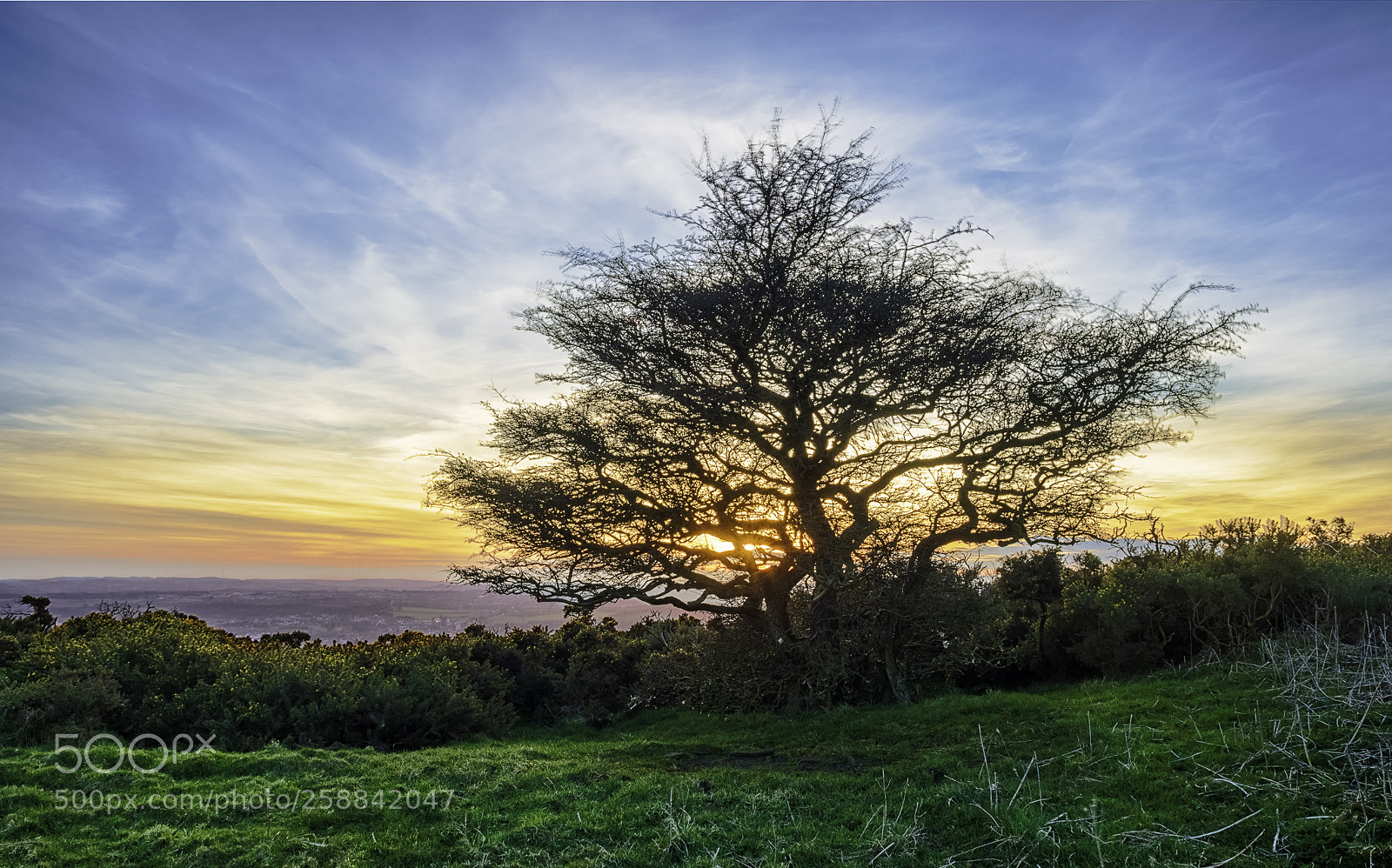 Olympus OM-D E-M5 II sample photo. Lonley tree at subset photography