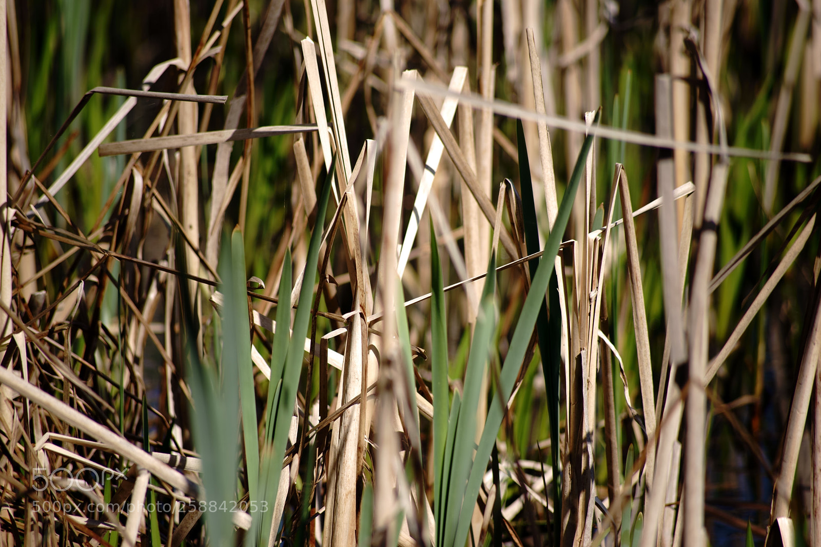 Sony a7 II sample photo. Dry reed grass photography