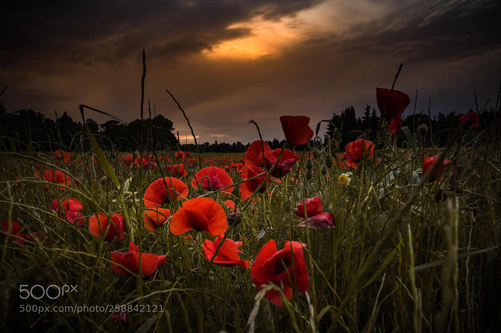 Nikon D7500 sample photo. Coquelicot photography