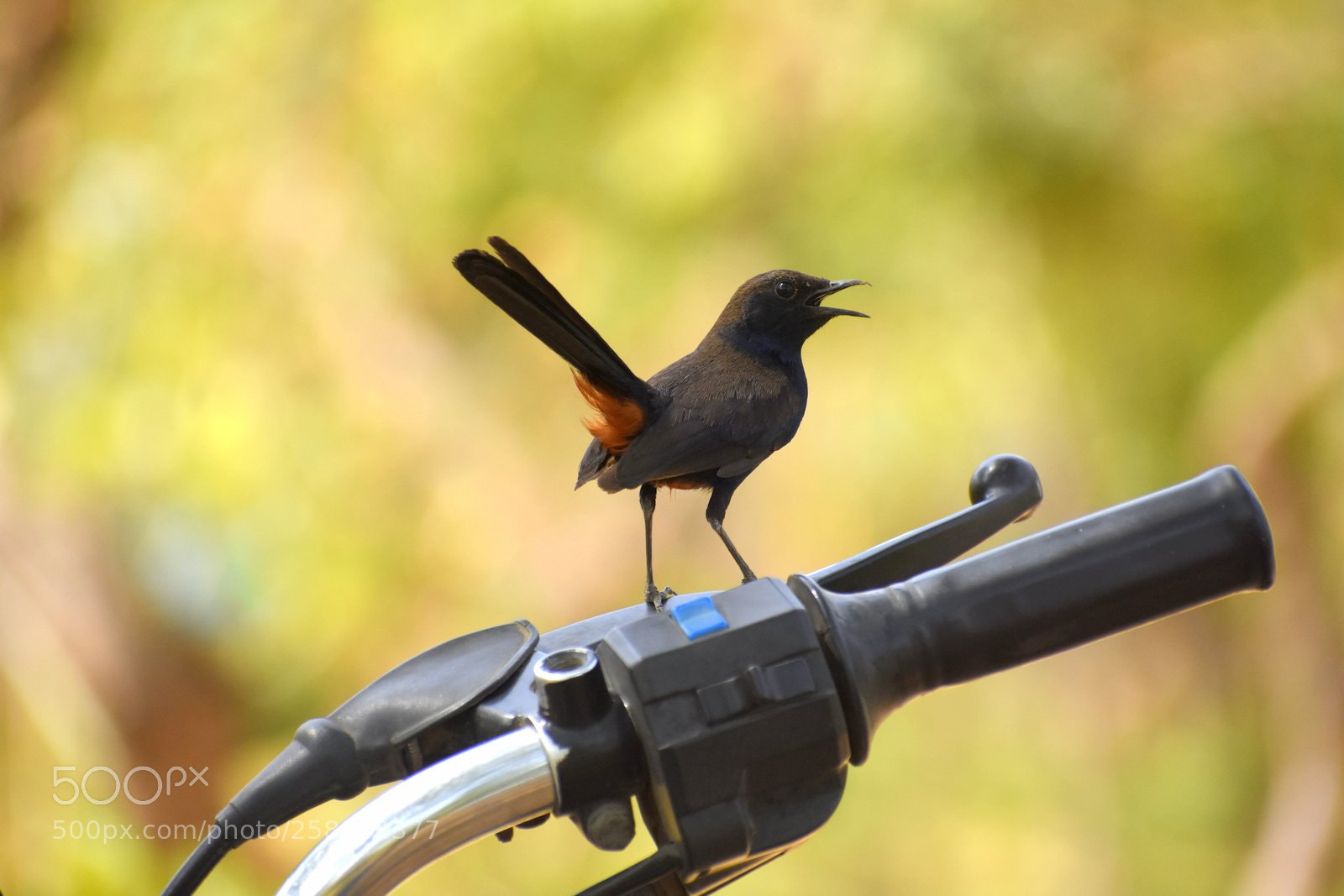 Nikon D7200 sample photo. Bushchat photography