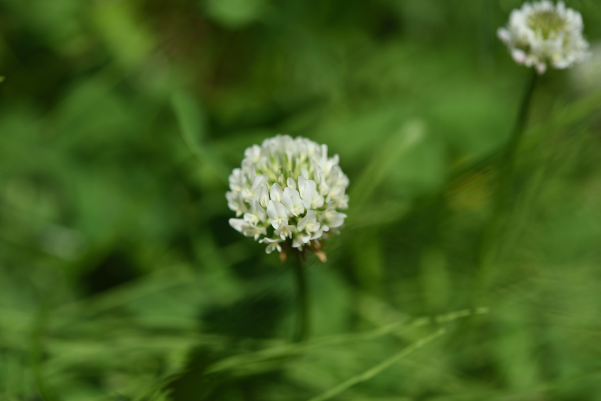 Nikon AF-S Micro-Nikkor 60mm F2.8G ED sample photo. クローバー パーク獅子吼 photography