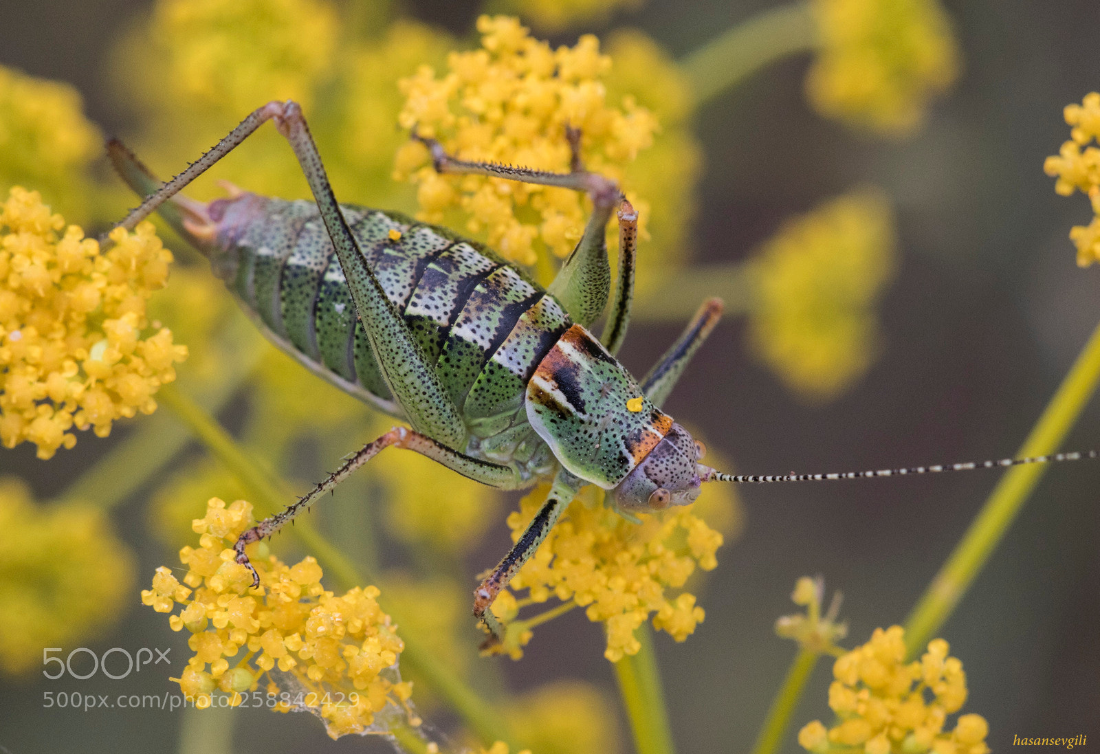 Canon EOS 7D Mark II sample photo. Poecilimon azizsancar sevgili, 2018 photography