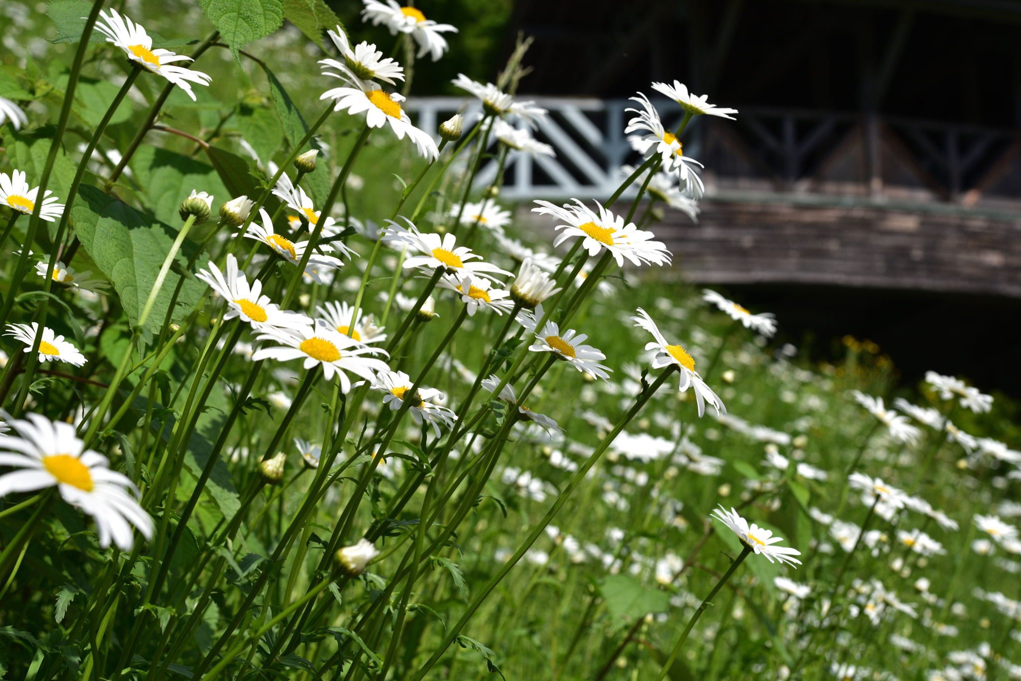 Nikon D750 + Nikon AF-S Micro-Nikkor 60mm F2.8G ED sample photo. マーガレット パーク獅子吼 (4) photography