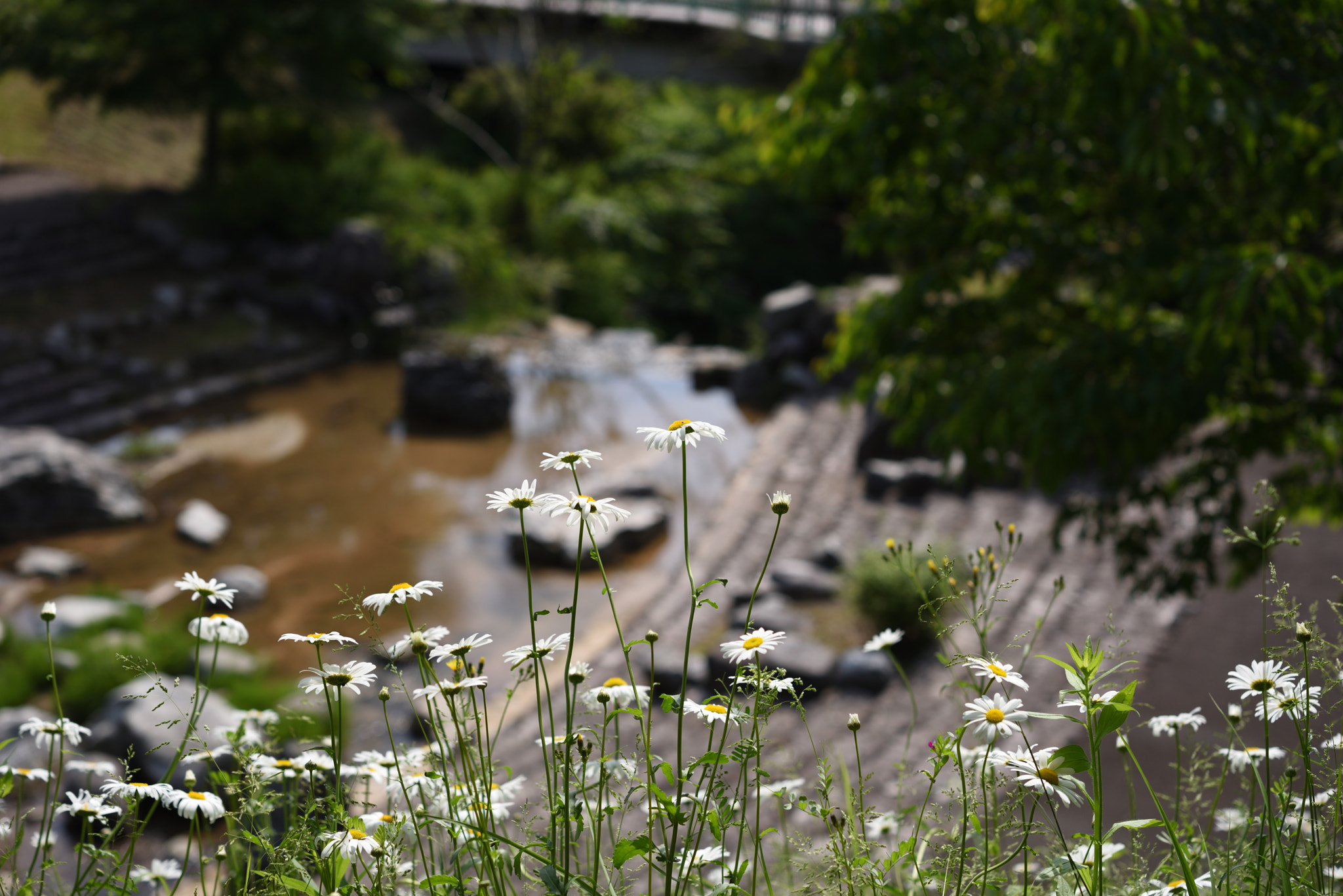 Nikon AF-S Micro-Nikkor 60mm F2.8G ED sample photo. マーガレット パーク獅子吼 (2) photography