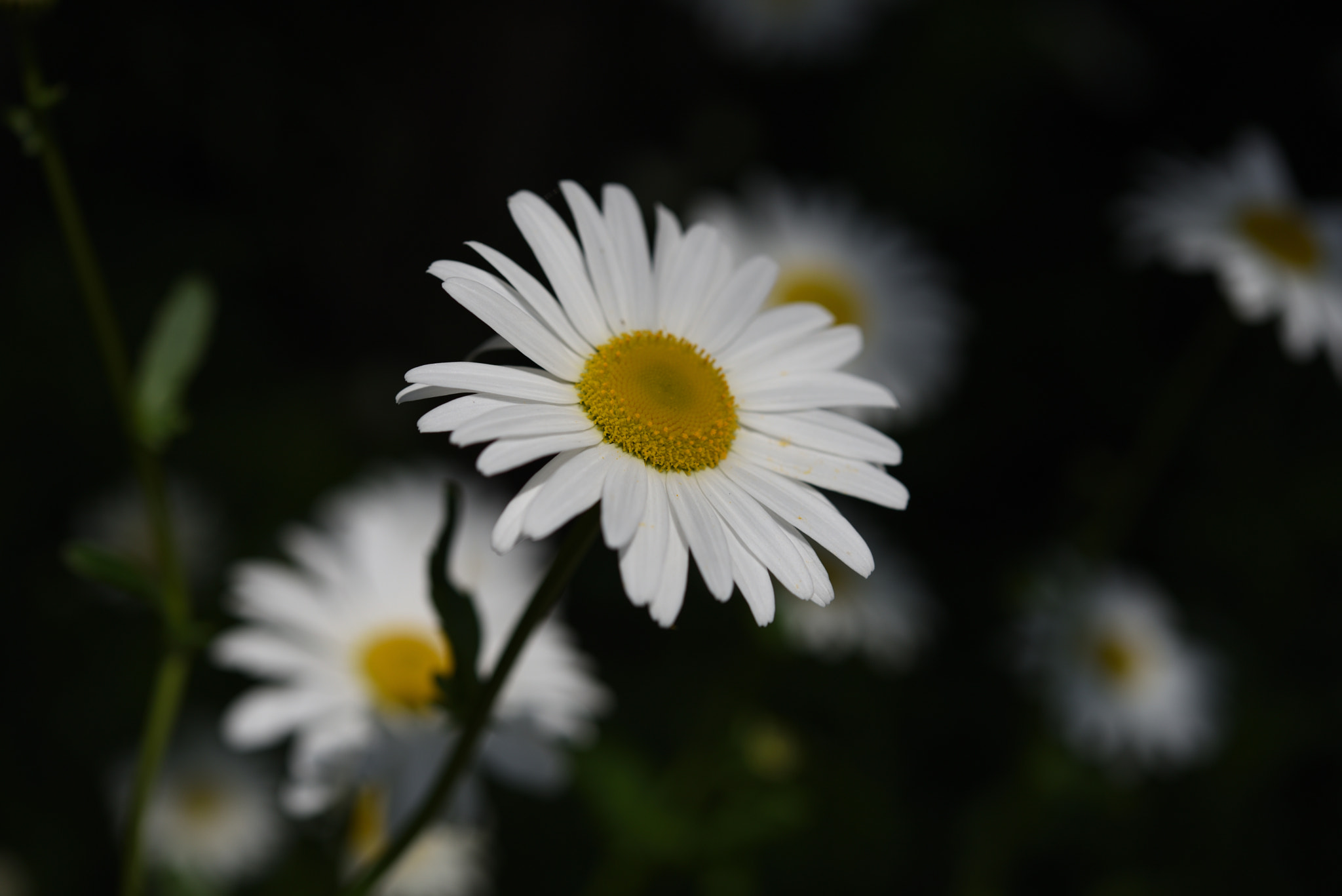 Nikon AF-S Micro-Nikkor 60mm F2.8G ED sample photo. マーガレット パーク獅子吼 photography