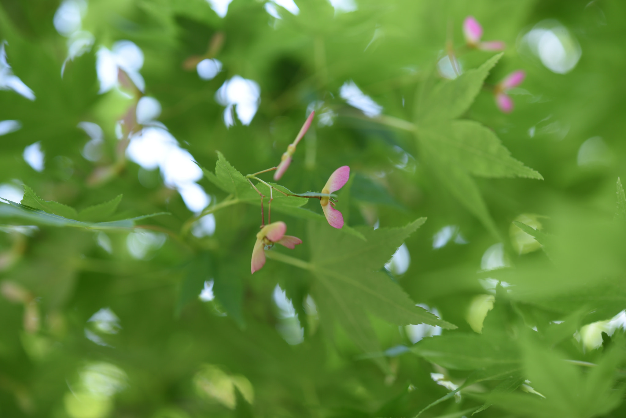 Nikon AF-S Micro-Nikkor 60mm F2.8G ED sample photo. モミジの花 パーク獅子吼 (2) photography