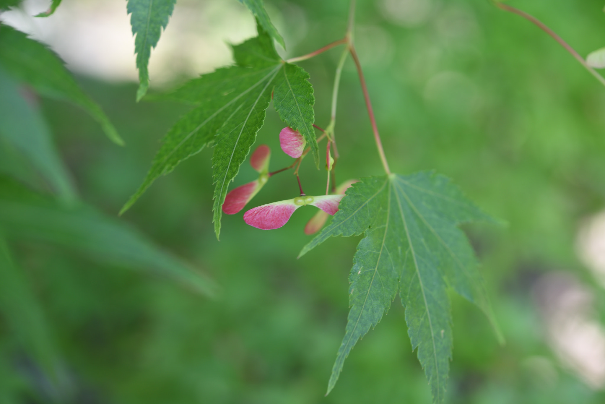 Nikon AF-S Micro-Nikkor 60mm F2.8G ED sample photo. モミジの花 パーク獅子吼 photography