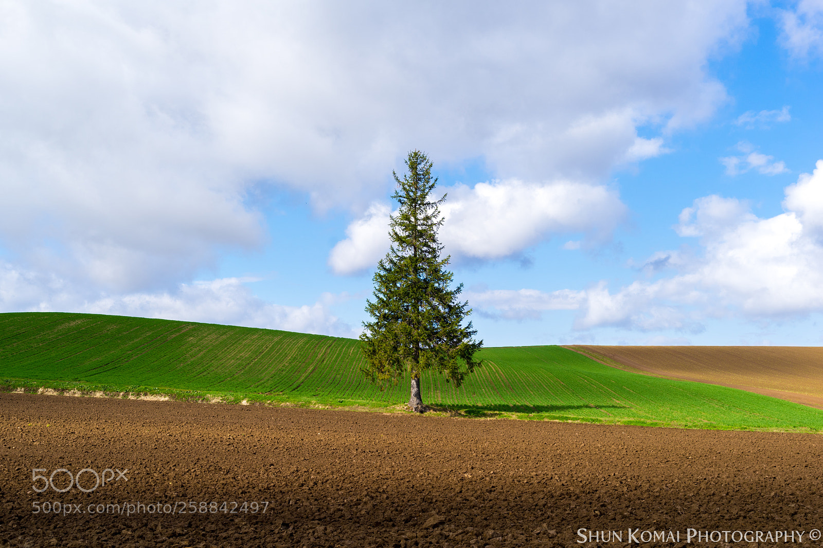 Sony a7 sample photo. A tree and the photography