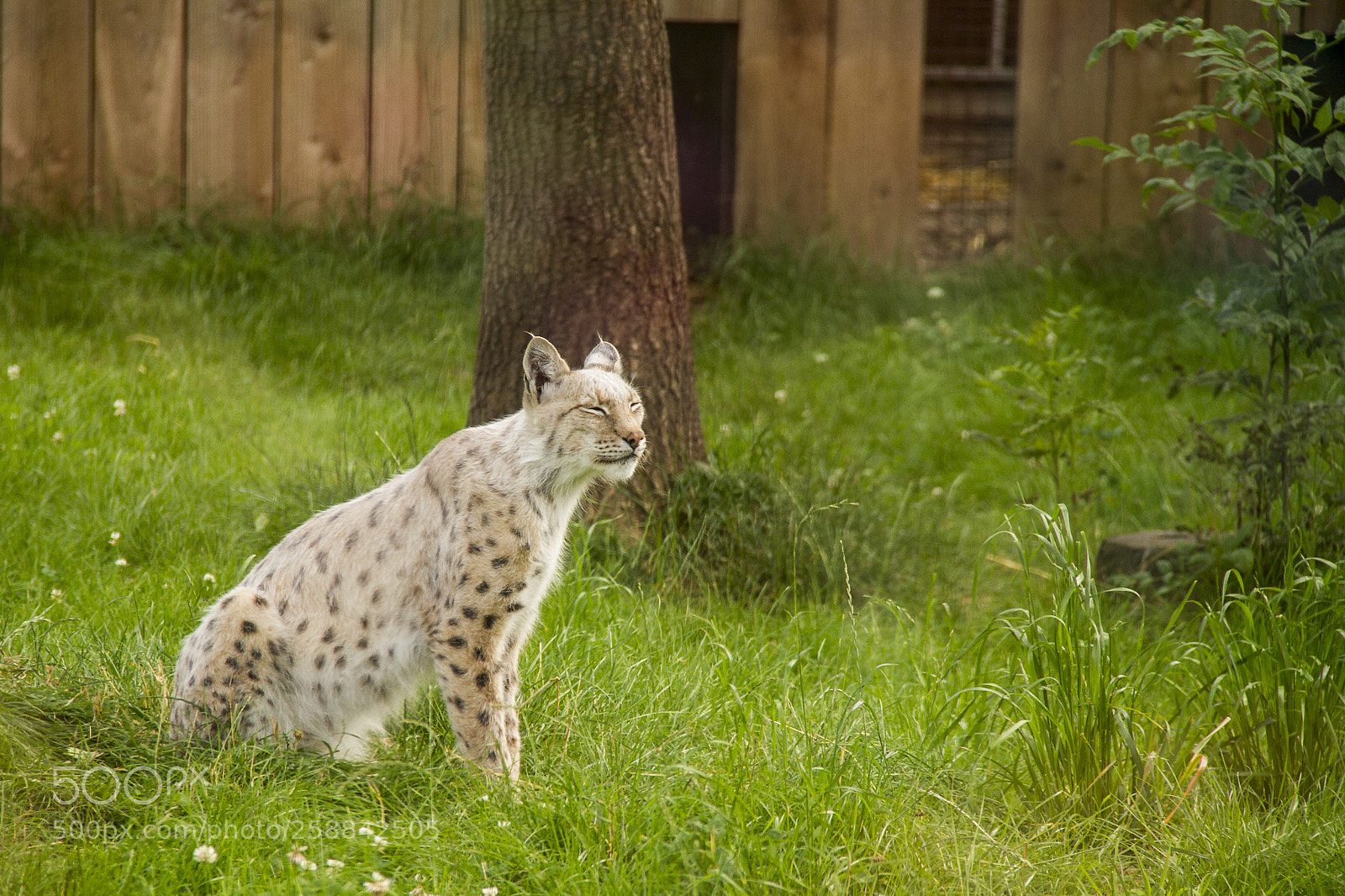 Canon EOS 7D sample photo. Lynx lynx photography
