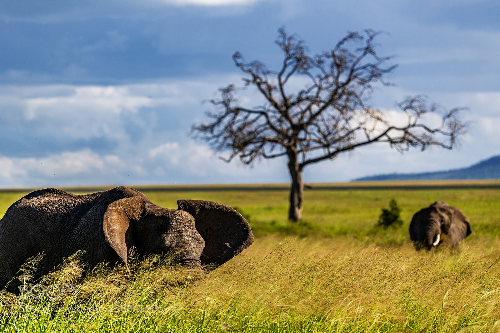Nikon D850 sample photo. Elephants in long grass photography