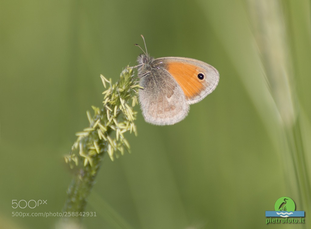 Canon EOS 70D sample photo. Small heath butterfly photography
