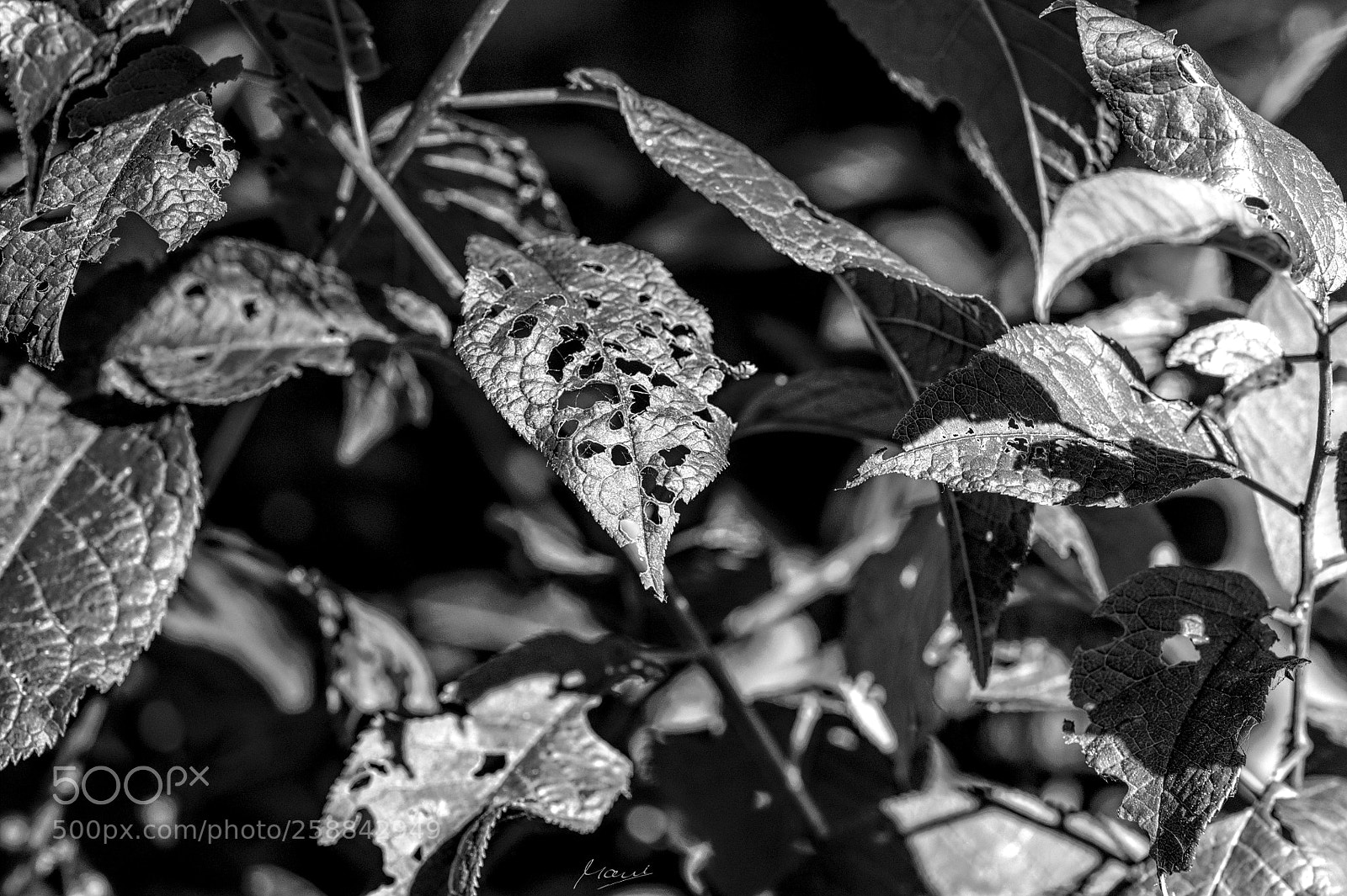Nikon D90 sample photo. Attacked photography