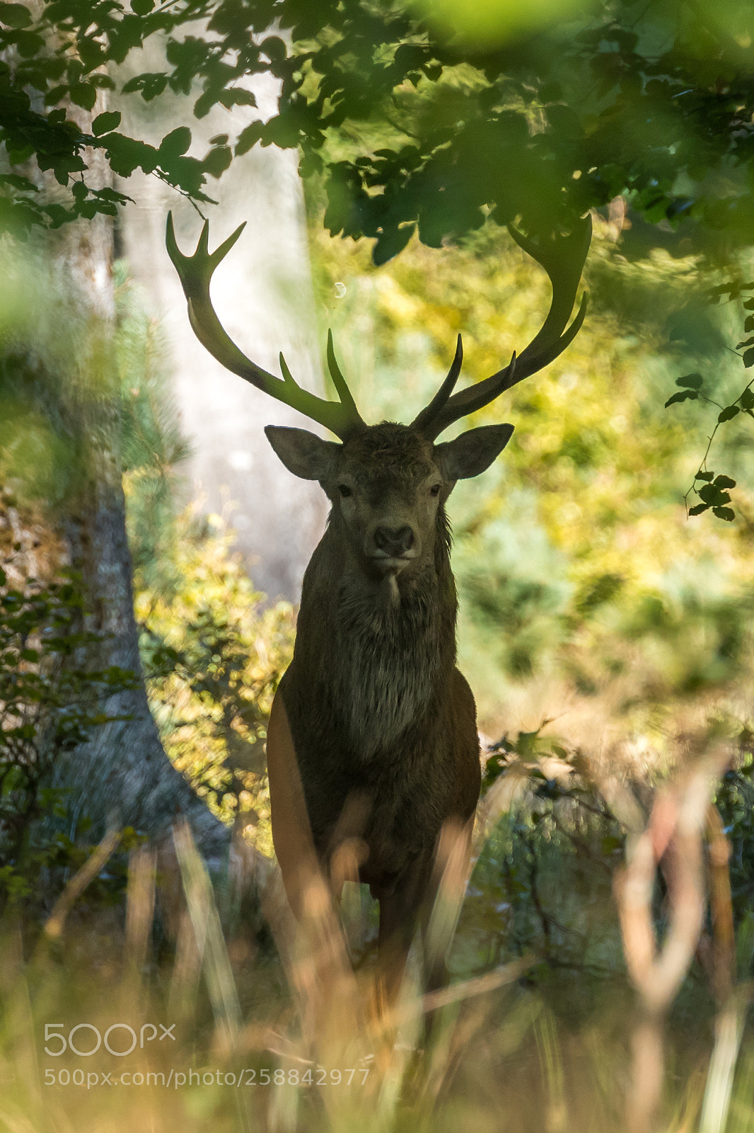 Canon EOS 7D Mark II sample photo. Cerf photography