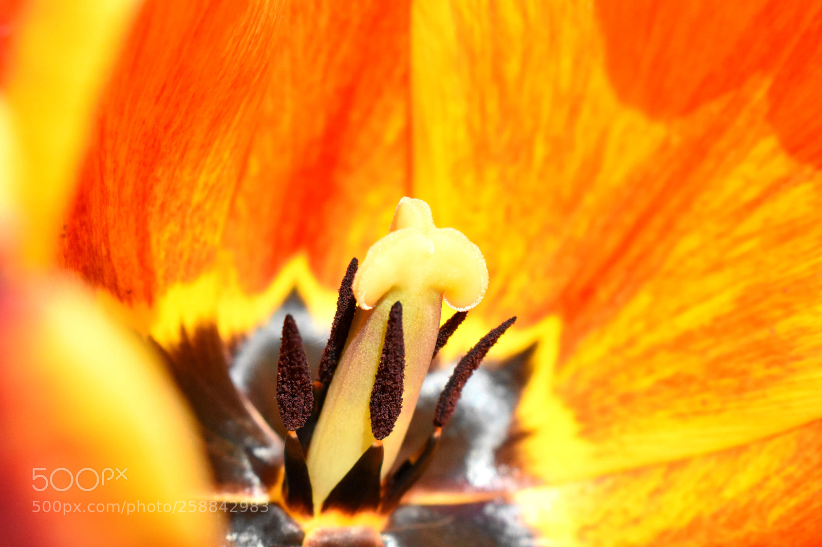 Nikon D3400 sample photo. Tulip photography