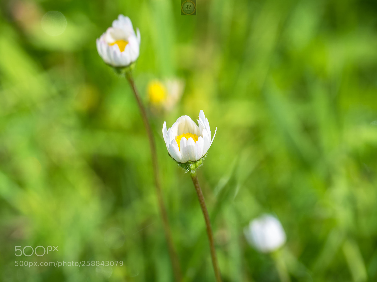 Olympus OM-D E-M5 II sample photo. Little daisy! photography