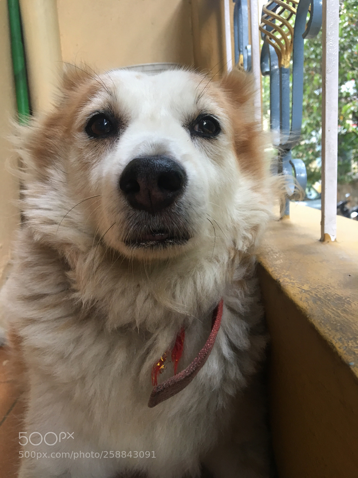 Apple iPhone 6s sample photo. Lovely eyes ! photography