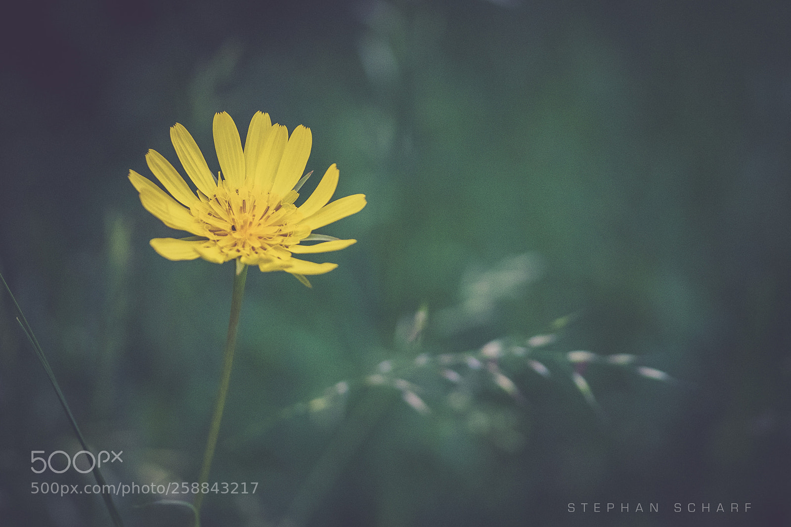 Fujifilm X-T10 sample photo. Had salsify photography