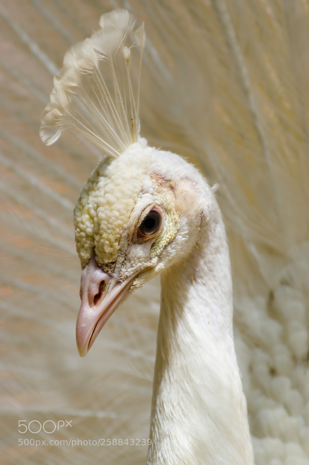 Pentax K-3 sample photo. An albino peacock photography