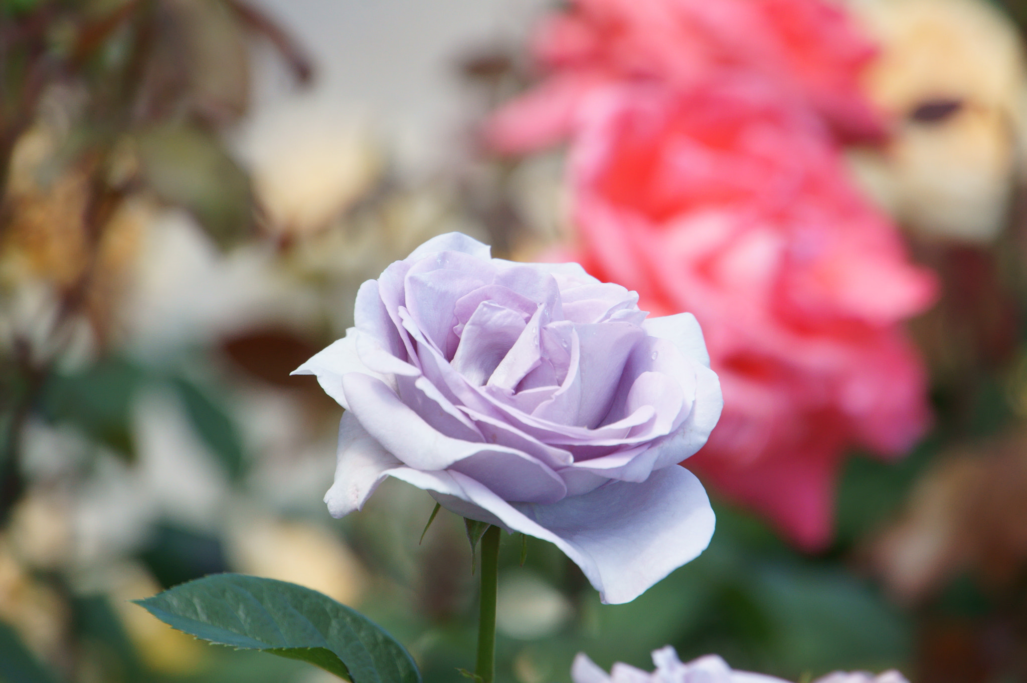 Sony Alpha NEX-5 sample photo. 青い薔薇 photography