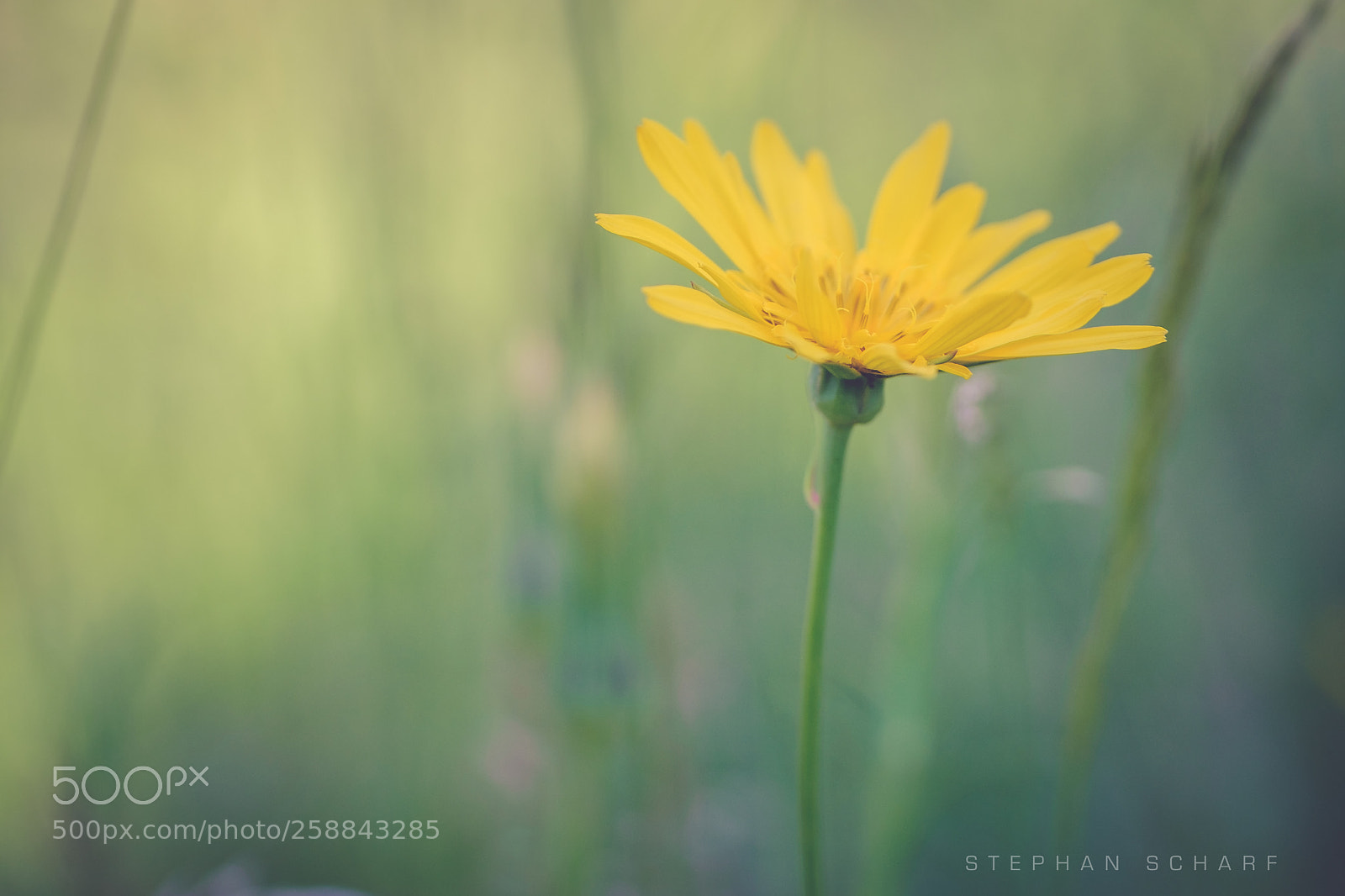 Fujifilm X-T10 sample photo. Had salsify ii photography