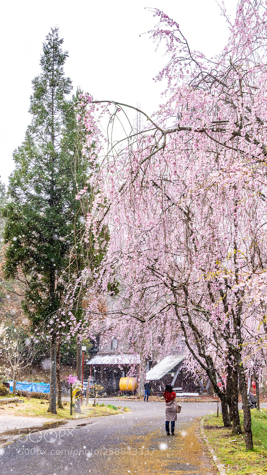 Nikon D810 sample photo. Test photography