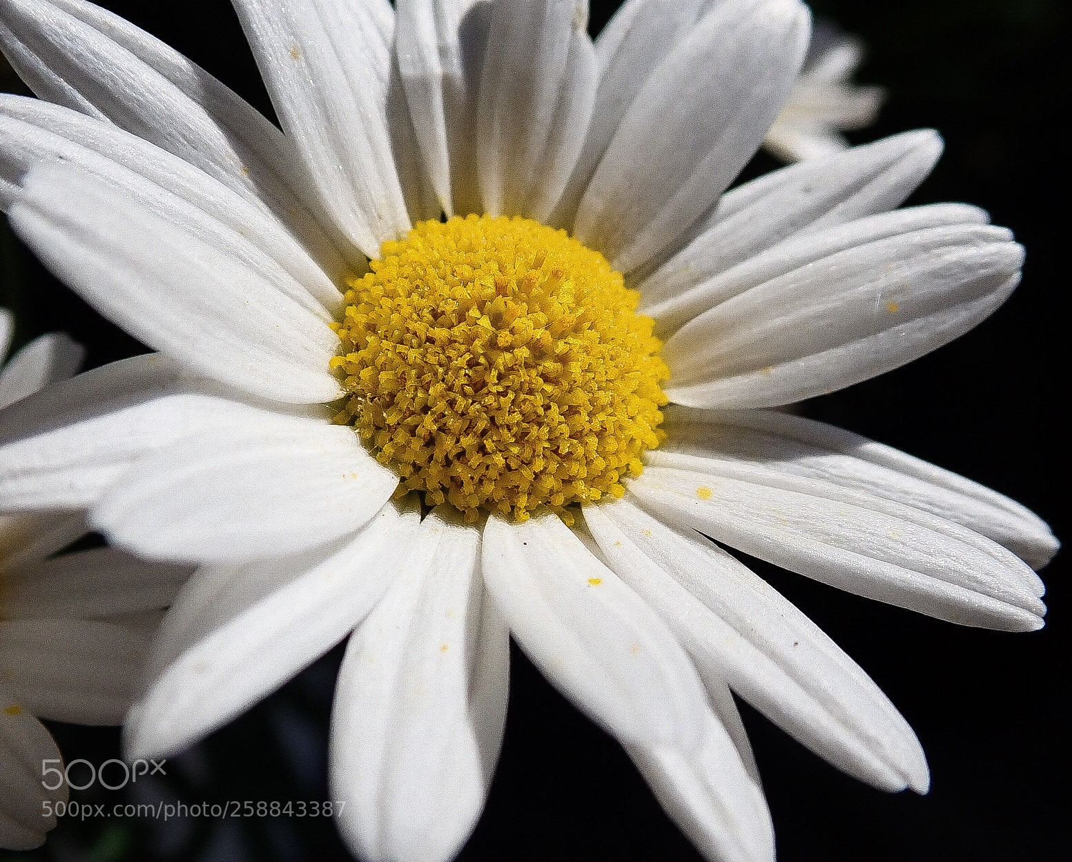 Olympus TG-5 sample photo. Flower macro i photography