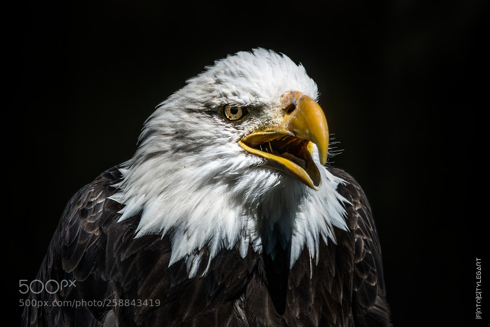 Nikon D3300 sample photo. Bald eagle photography