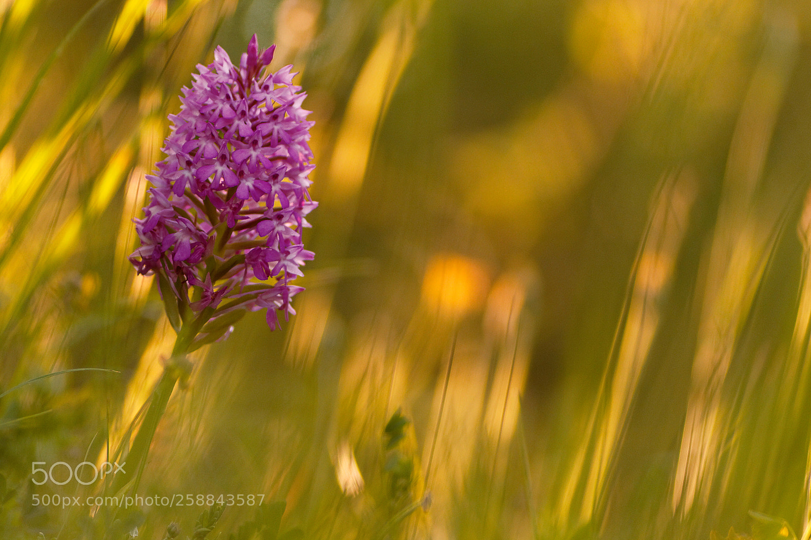 Canon EOS 40D sample photo. Pyramidal au coucher du photography