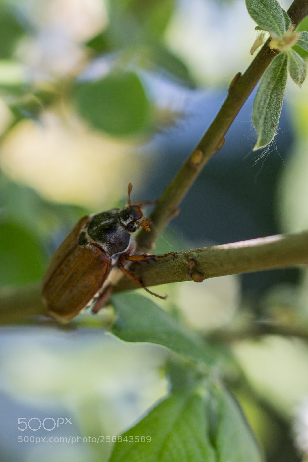 Canon EOS 700D (EOS Rebel T5i / EOS Kiss X7i) sample photo. Maikäfer photography