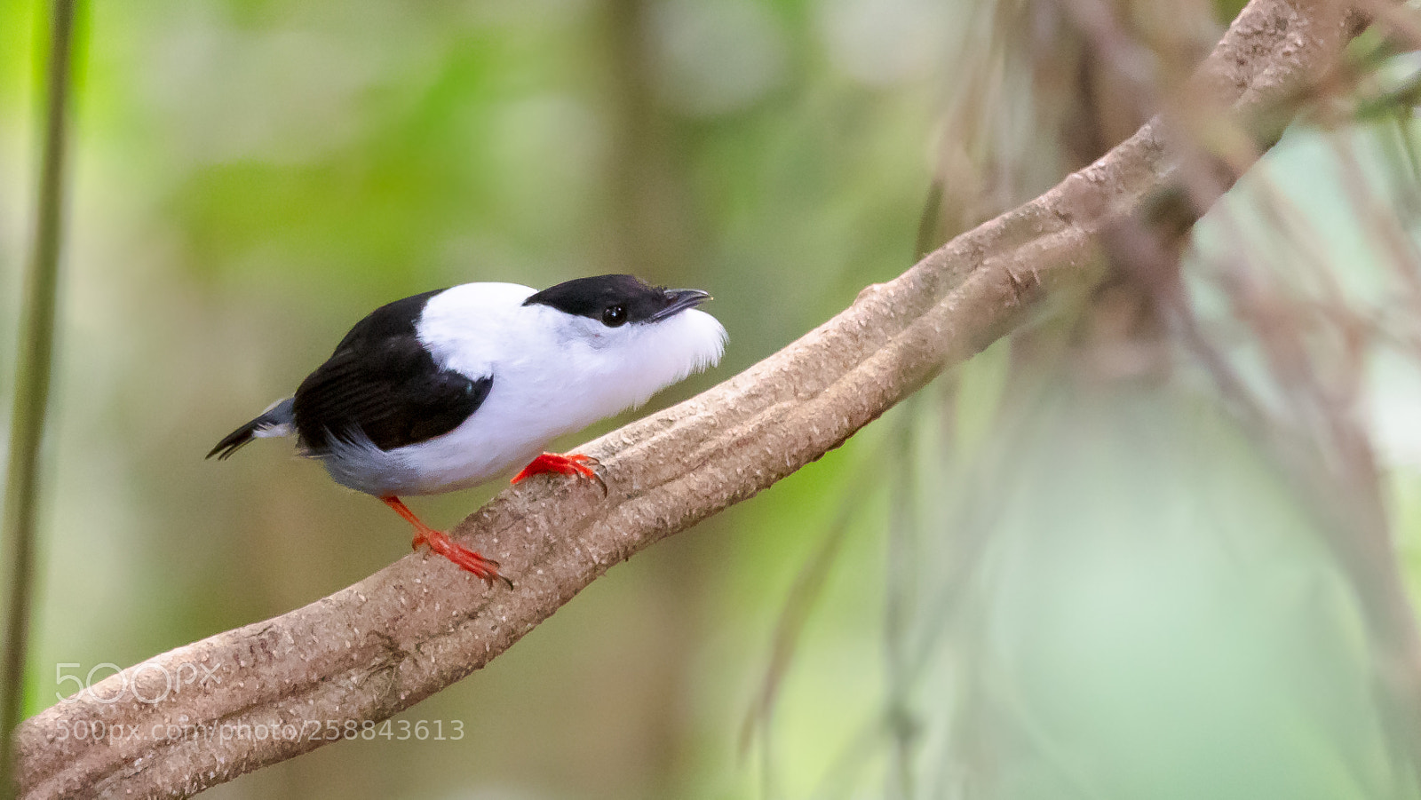 Canon EOS 5DS sample photo. White-bearded manakin photography